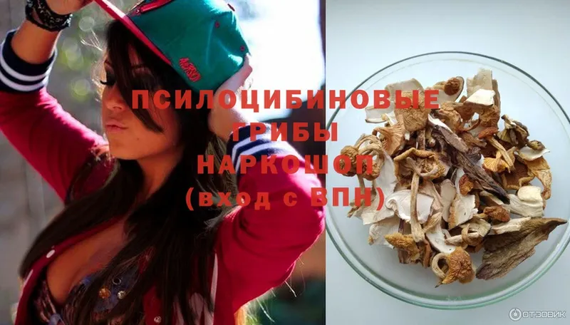 цена   Льгов  Псилоцибиновые грибы Psilocybe 